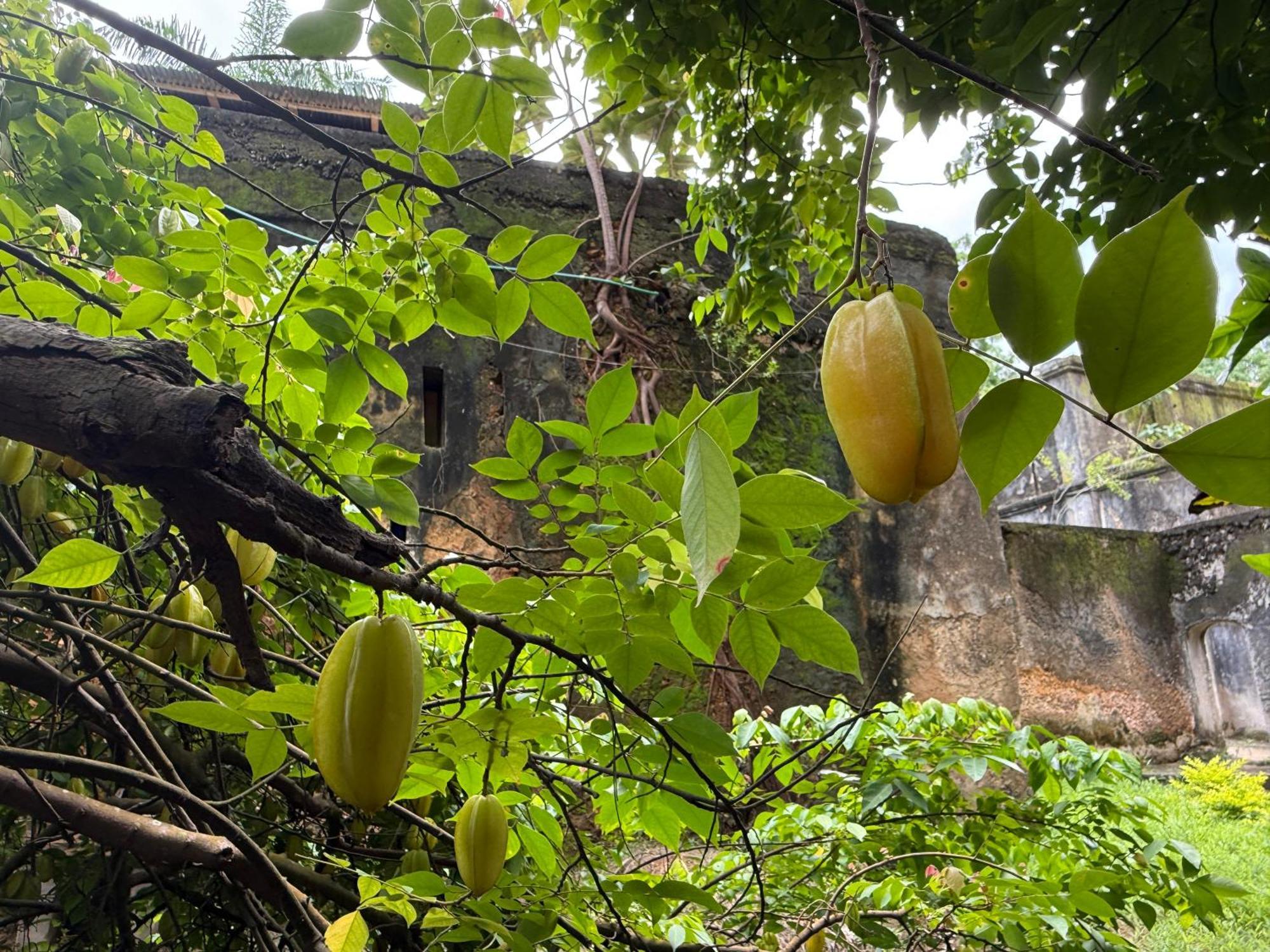 Mbweni Ruins & Gardens Previously Jungle Paradise Zanzibar Εξωτερικό φωτογραφία