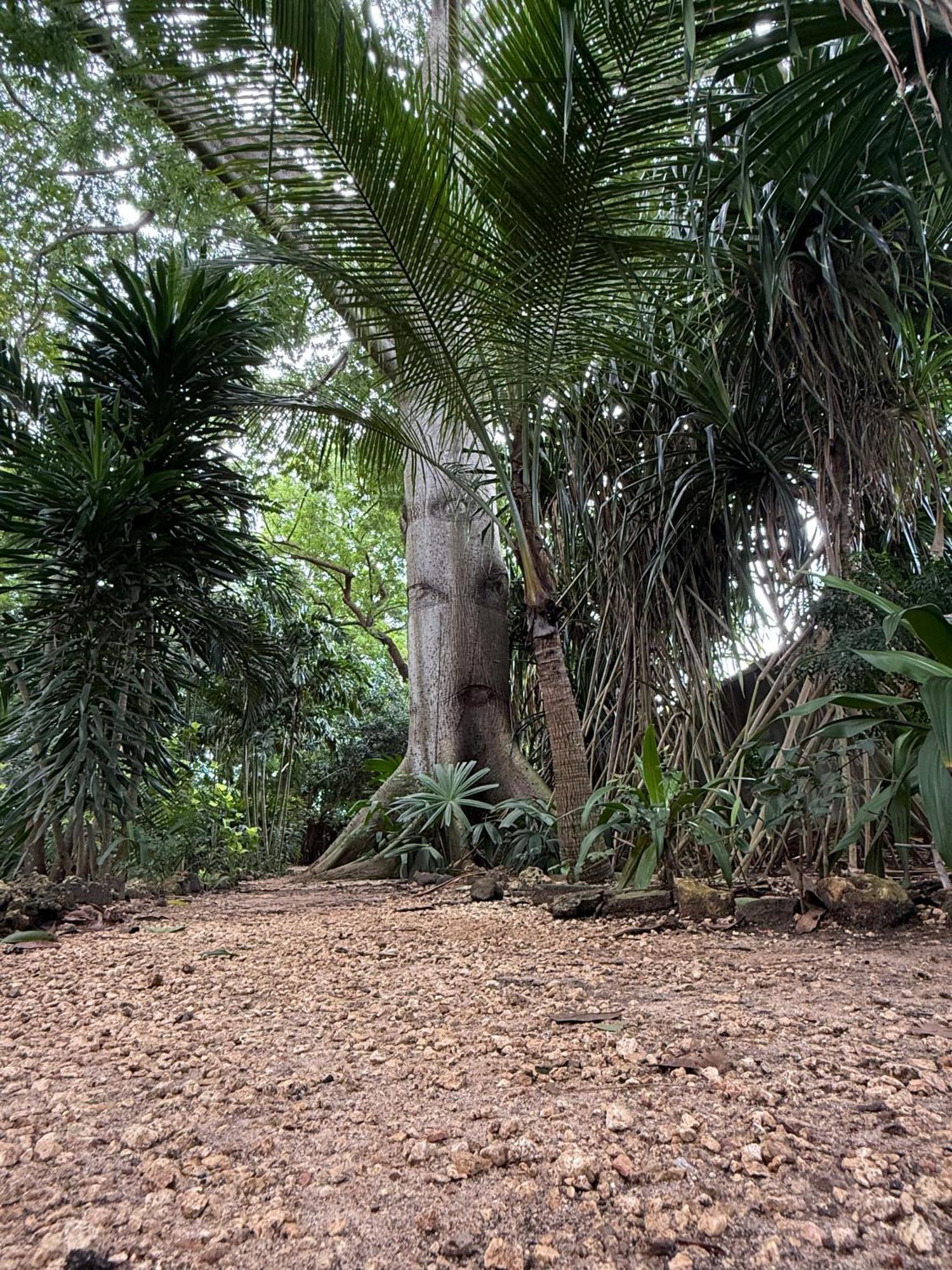 Mbweni Ruins & Gardens Previously Jungle Paradise Zanzibar Εξωτερικό φωτογραφία